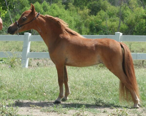 Little America’s Bucksupreme Sparkey