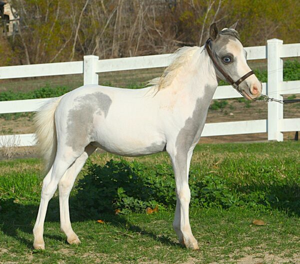 Little America’s Fantastic 80