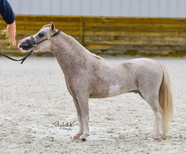 Little America’s PQ Star Legend*