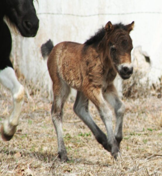 Little America’s Guinness Luna