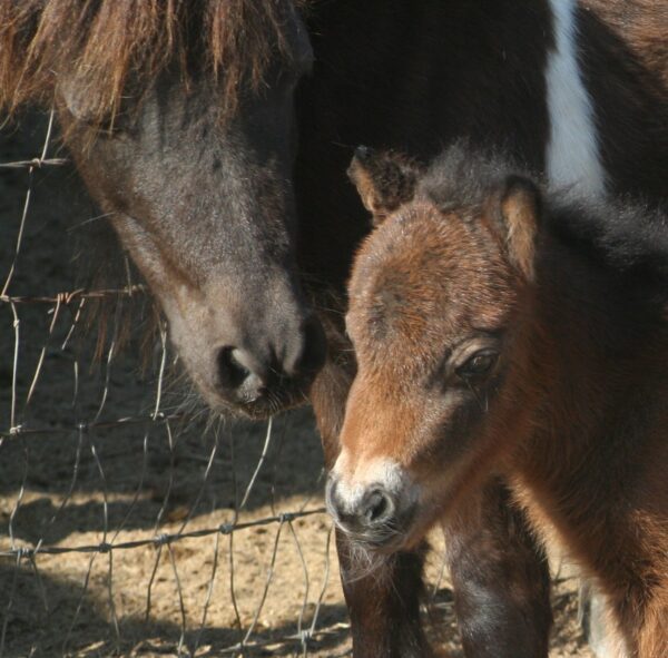 Little America’s Guinness Reign