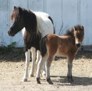 Secret Roxy Guinness Luna