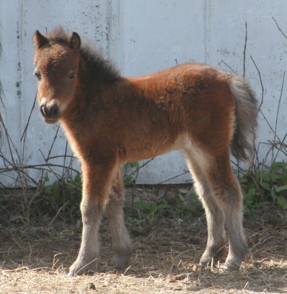 Little America’s Guinness Reign