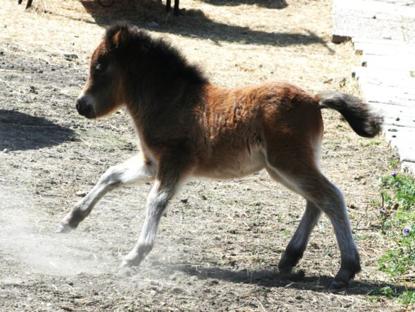 Little America’s Guinness Luna