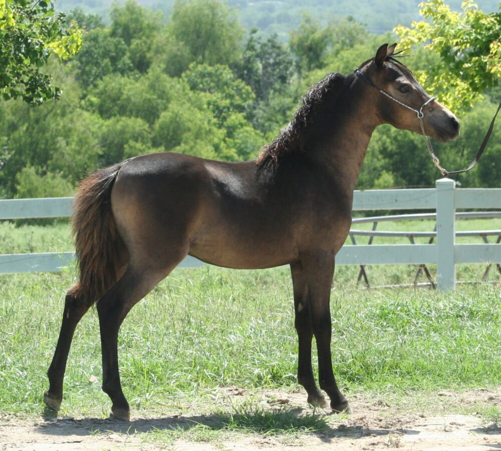 Guinness Luna