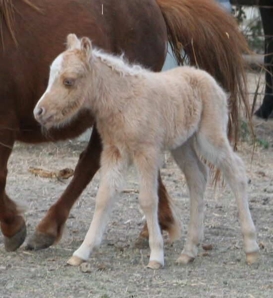 Little America’s Idol’s PQ GoldBabe