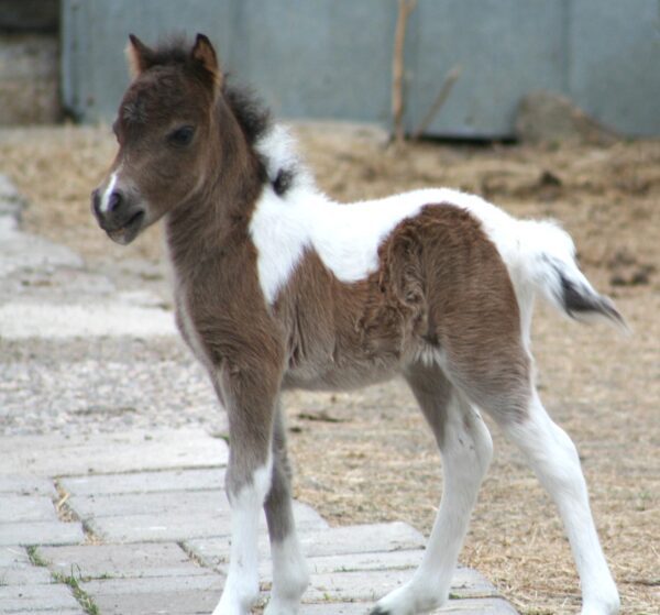 Little America’s Renegade’s Gaby*