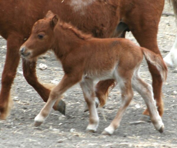 Little America’s PQ Remember This