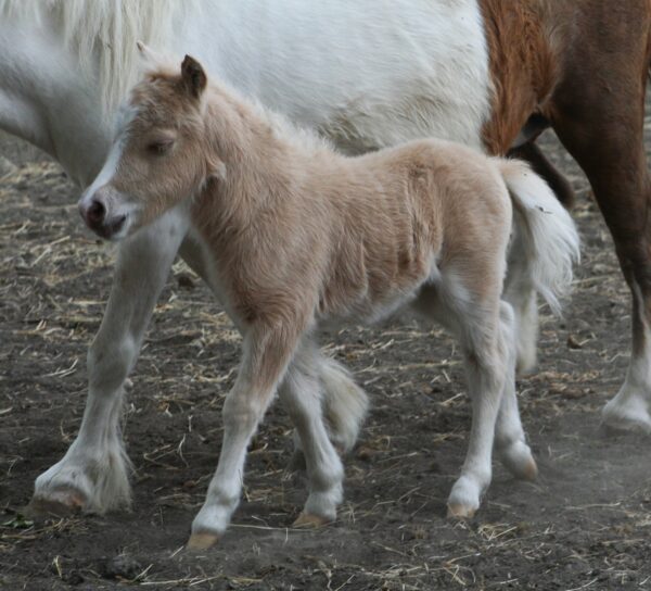 Little America’s The Gold Skipper