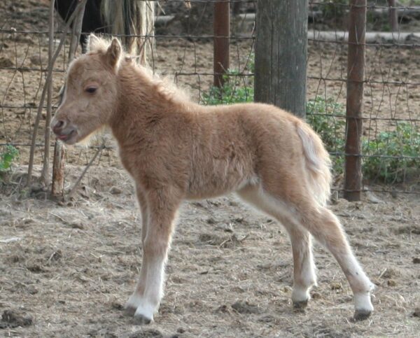 Little America’s PQ Angel Baby