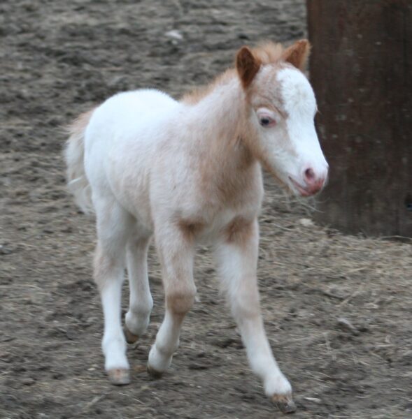 Little America’s Apollo Star Wars