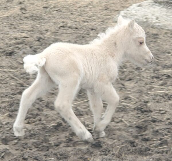 Little America’s Idol’s PQ AGE Zoom