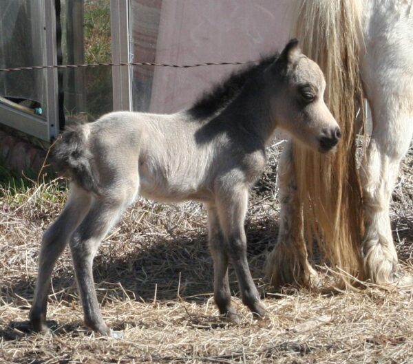 Little America’s BoleroDream Winery