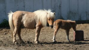 angelique angel baby