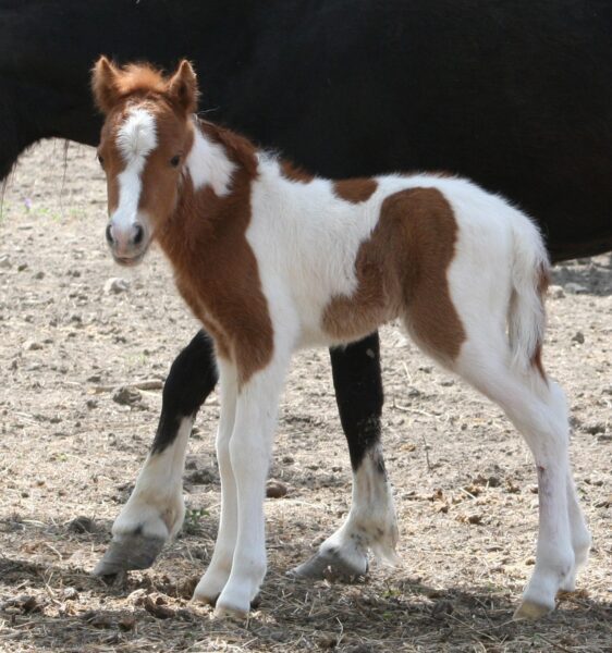 Little America’s Guinness Spotlight