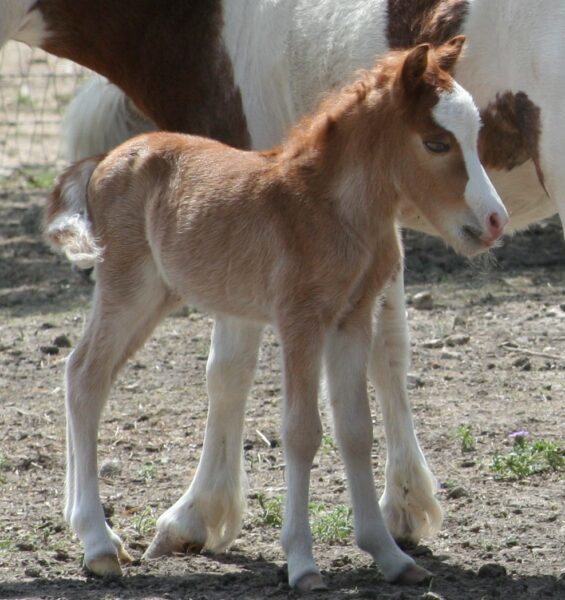 Little America’s Cirque Du Guinness