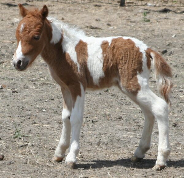Little America’s Andy’s Jack Rabbit