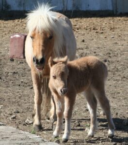 angelique angel baby