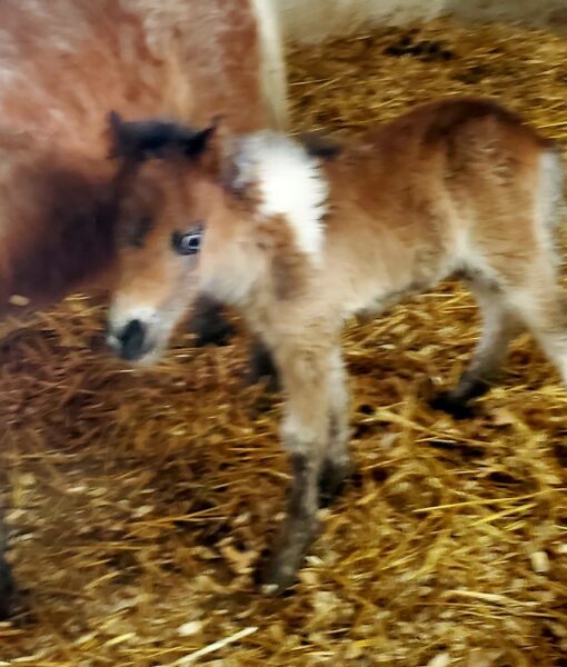 Little America’s Andy’s Easter