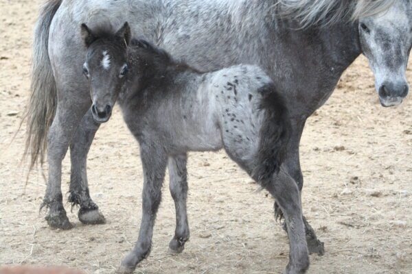 Little America’s Easter Acropolis
