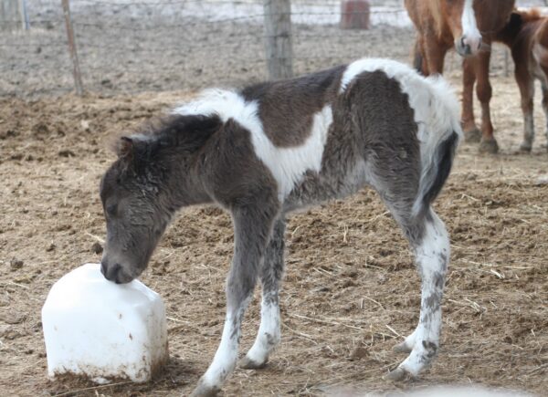 Little America’s Renegade Mr Macho*