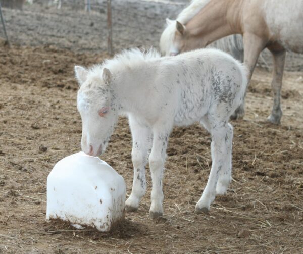 Liittle America’s PQ Daddy Warbucks