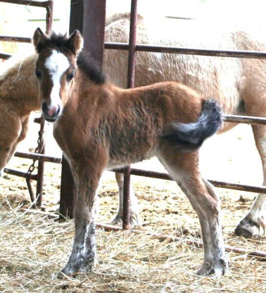 Little America’s Secret’s Diana*