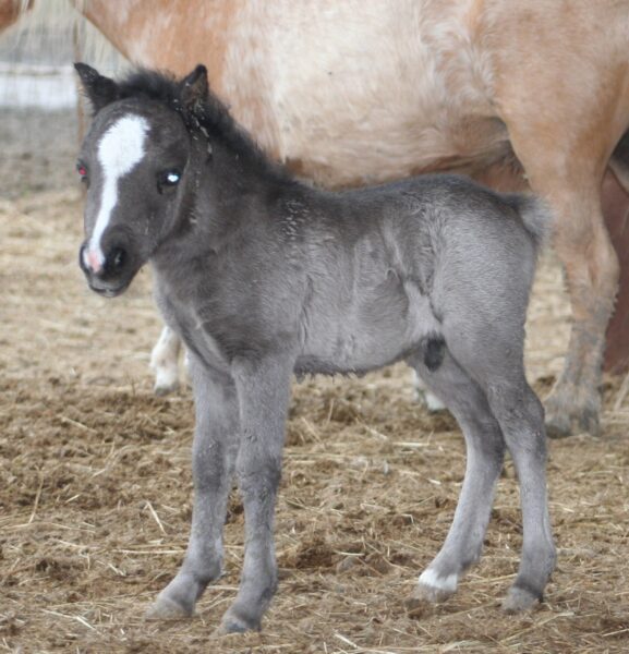 Little America’s Chip’s Trifecta