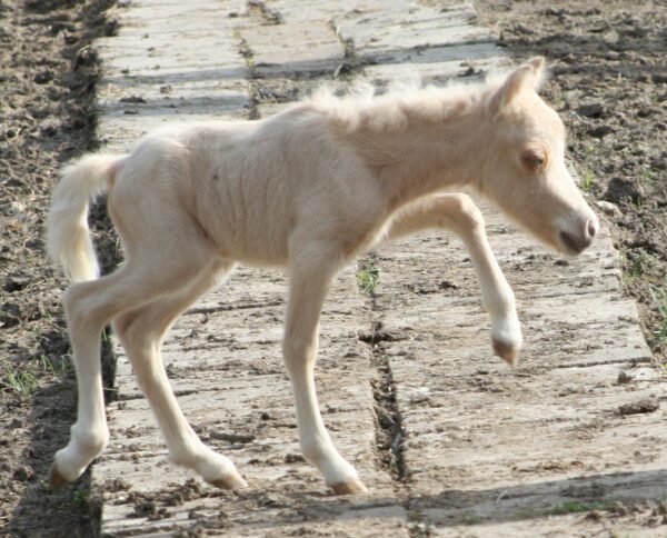 Little America’s Guinness Daisy*