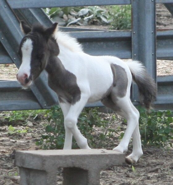 Little Americas Secret SplishSplash