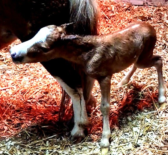 Little America’s BoleroDream Topper