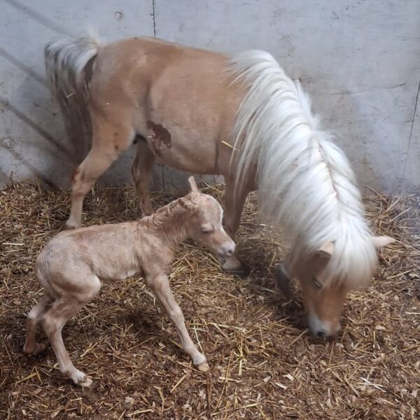 Little America’s BoleroDream TBA