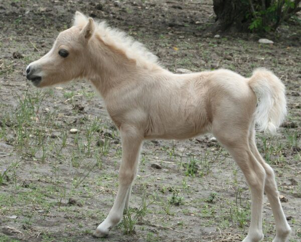 Little America’s Guinness Daisy*