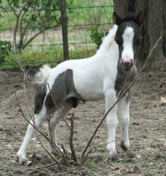 Little Americas Secret SplishSplash