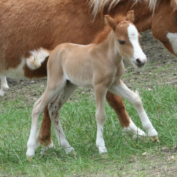 Little America’s BoleroDream Topper