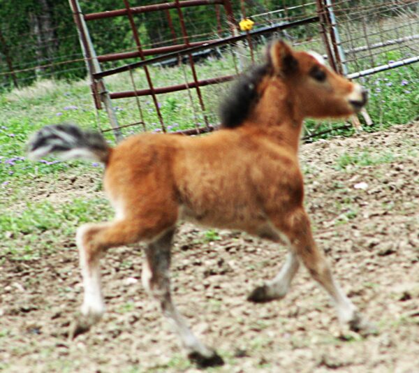 Little America’s Secret’s Diana*