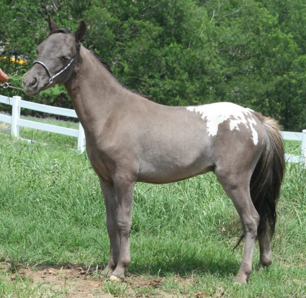 Little America’s Holy TP Firecracker