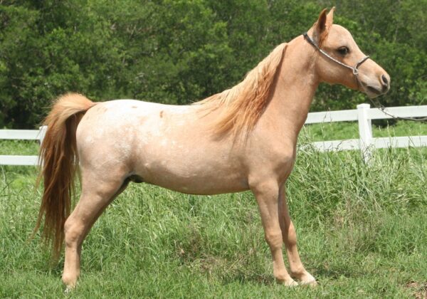 Little America’s Transport’s Victory