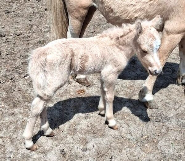 Little America’s Guinness Commanche
