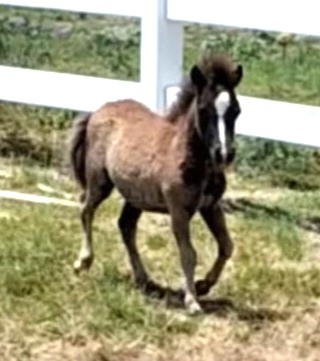 Little America’s Chip’s Trifecta* – SALE PENDING