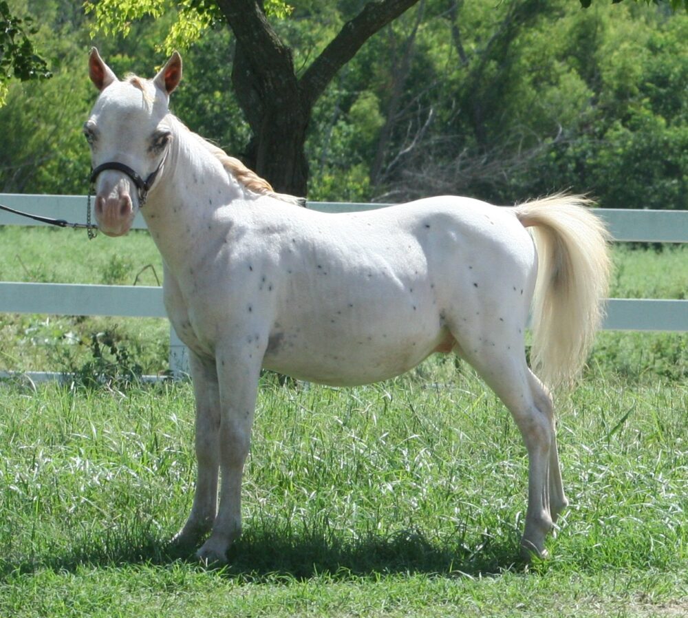 Apollo