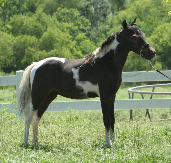 Little America’s Renegade Mr Macho –  SALE PENDING