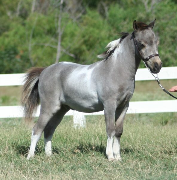 Little America’s BoleroDream Zodiac